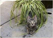 Cats only biedt katten een welverdiende vakantie