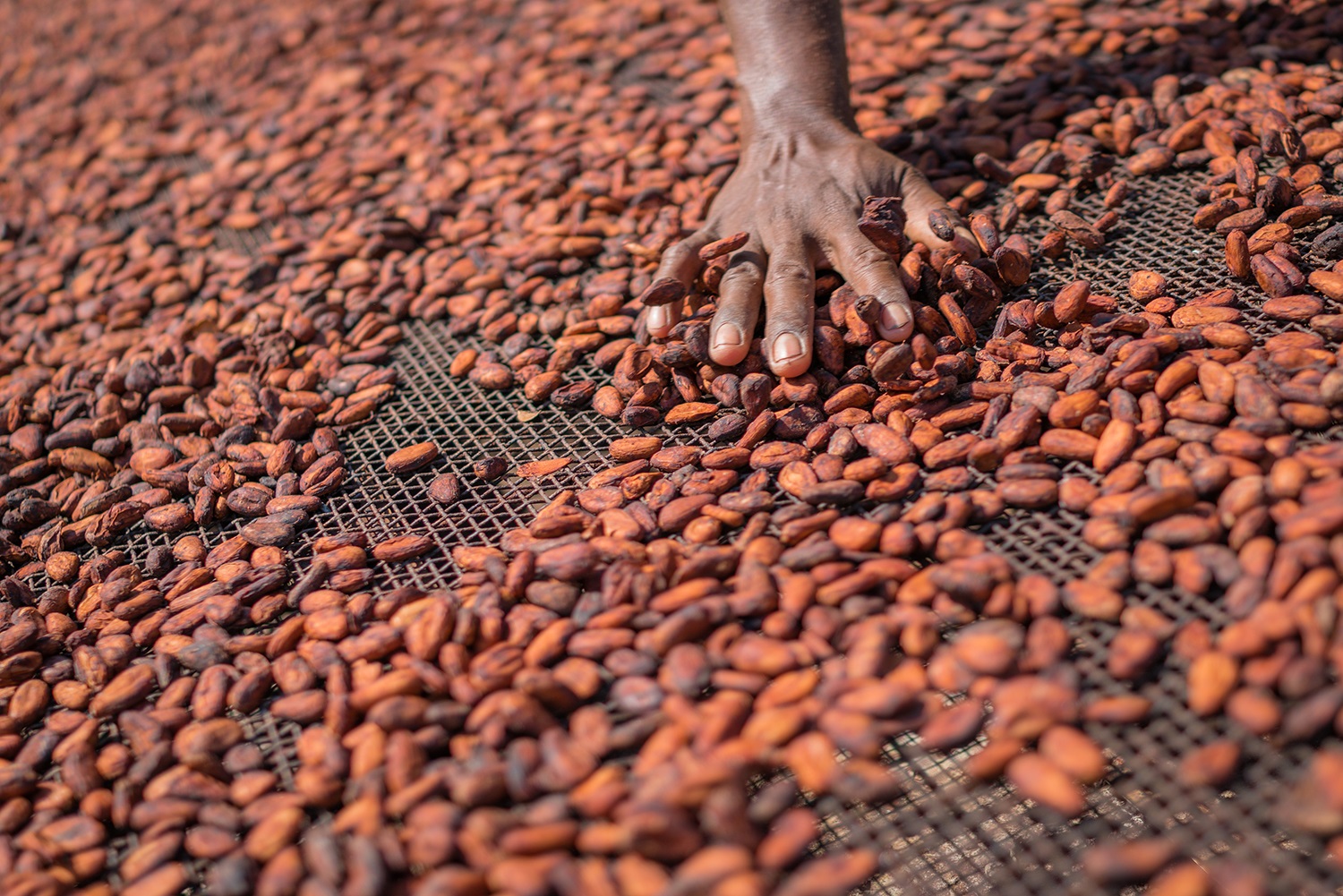 Tony’s Chocolonely introduceert “Beantracker” met ChainPoint technologie voor nog meer transparantie in de cacaoketen