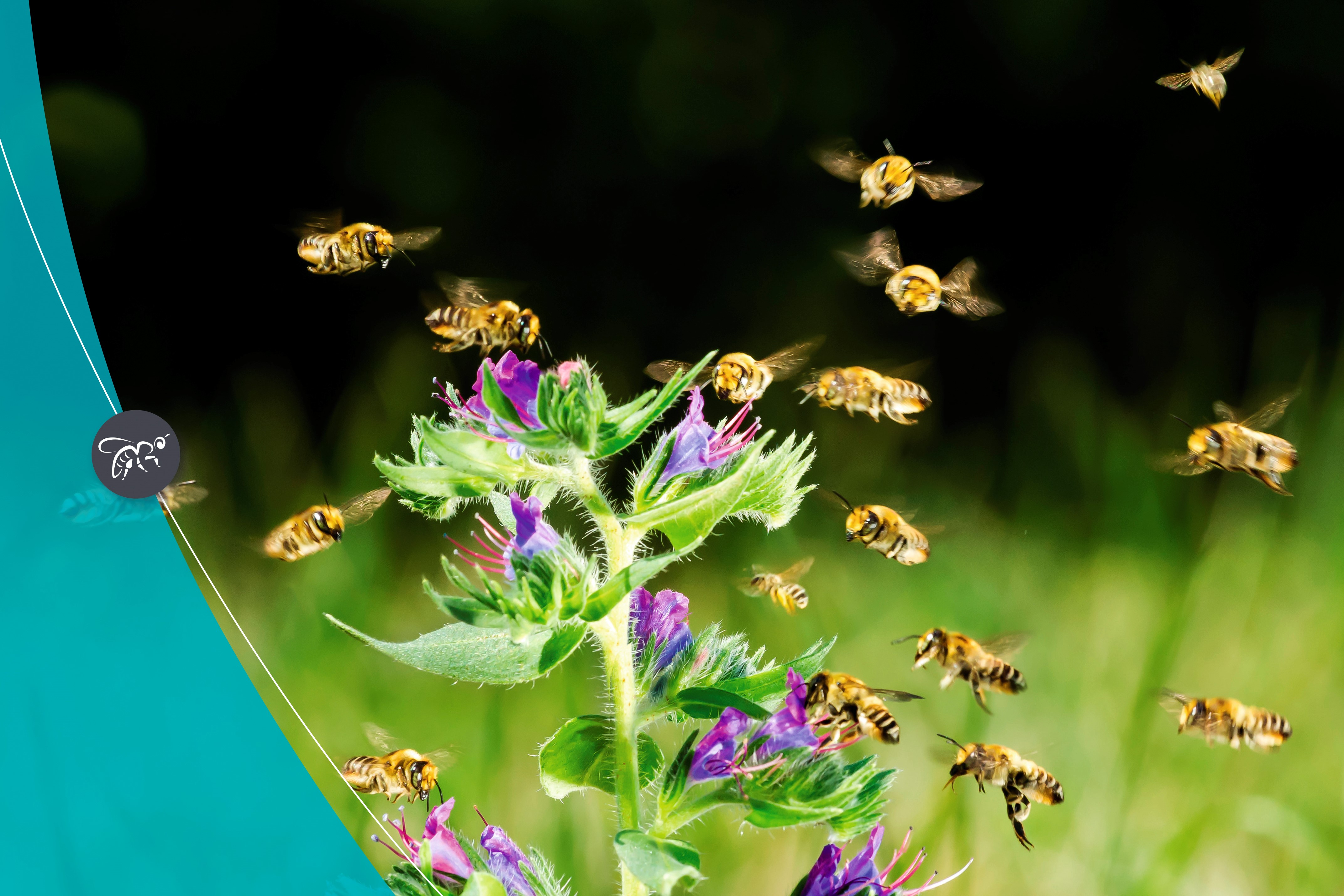 Natuurlijk innoveren met Biomimicry Consultancy