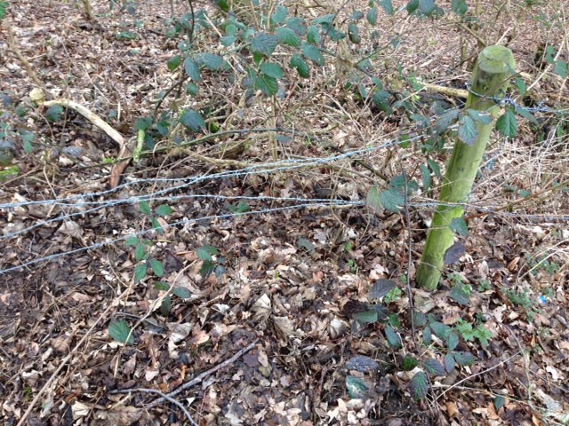 Theo von Piekartz uit Oldenzaal is de nieuwe Groene visionair van Overijssel