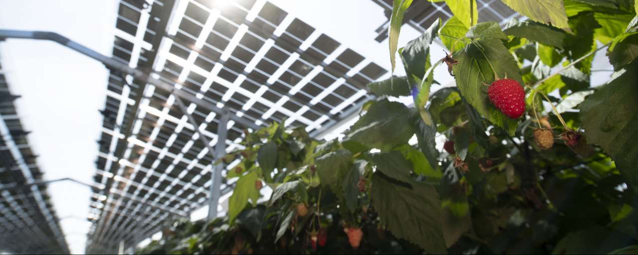 CEO Groenleven: ''Binnen vijf jaar geen subsidie meer nodig voor zonne-energie''