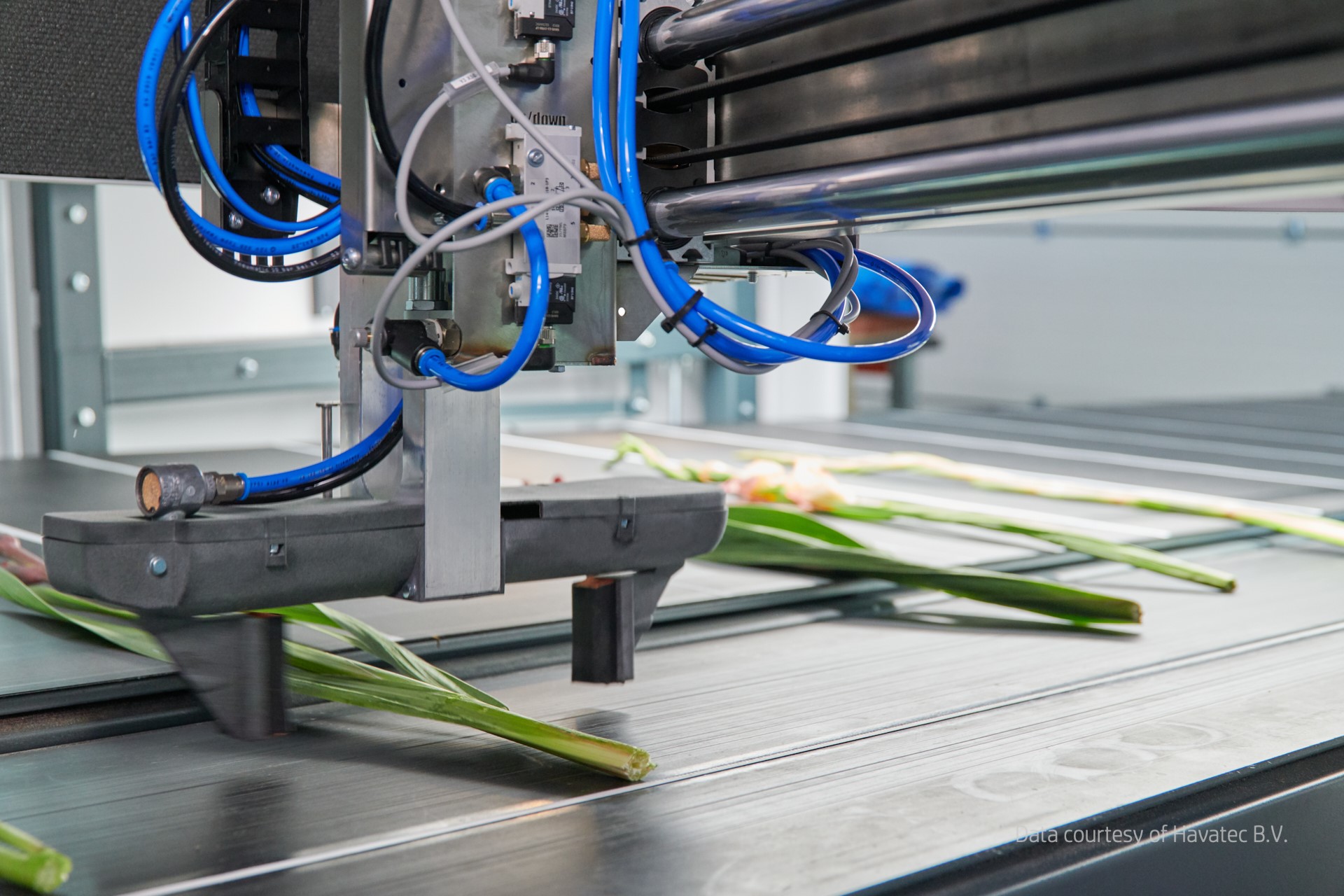 Havatec gebruikt HP Multi Jet Fusion-technologie voor gestroomlijnde productie en uniformiteit in bloemensector