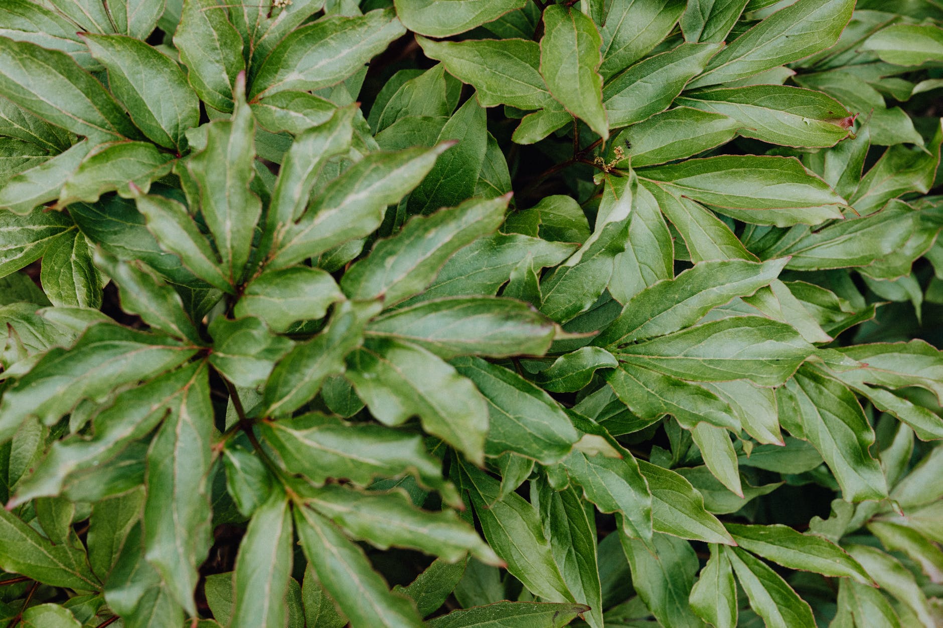 PlantLab opent in Verenigde Staten eerste productielocatie