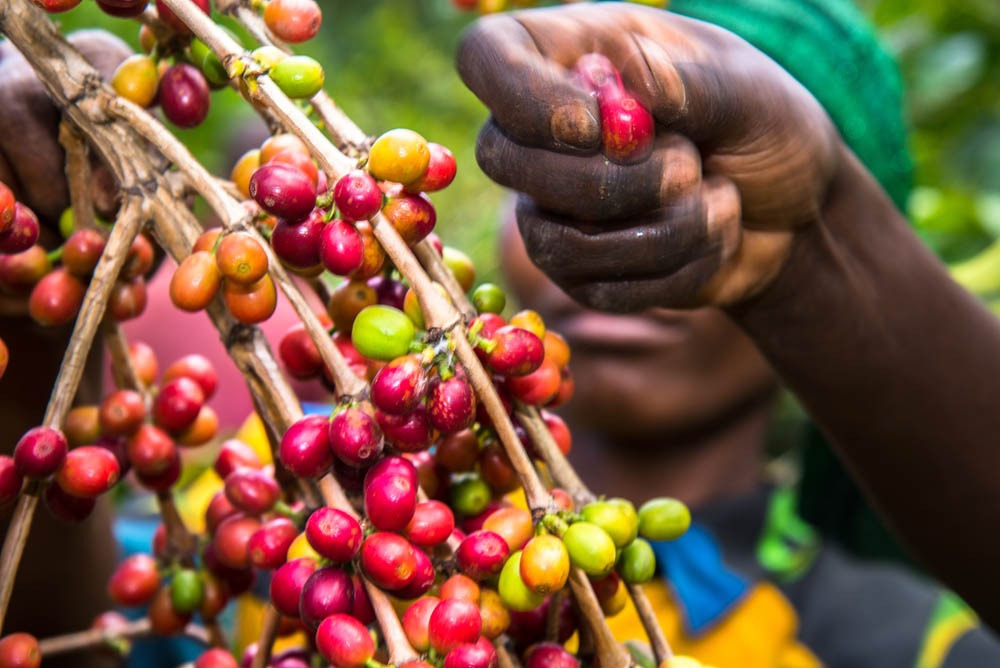 Uburyo Coffee laat Nederland kennismaken met de smaak van Rwanda