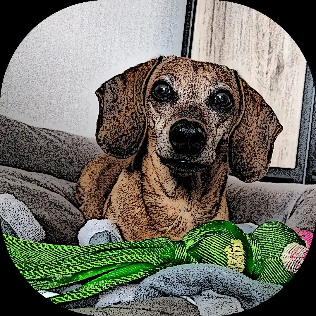 Logo Plezier voor je hond