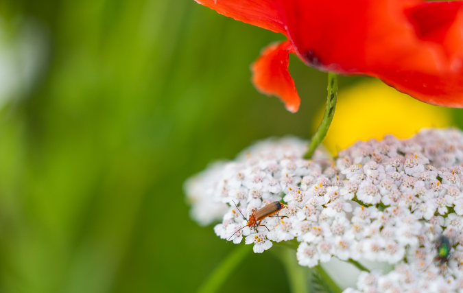 Met collega’s een insectenhotel bouwen - bedrijven willen meer groene teamactiviteiten