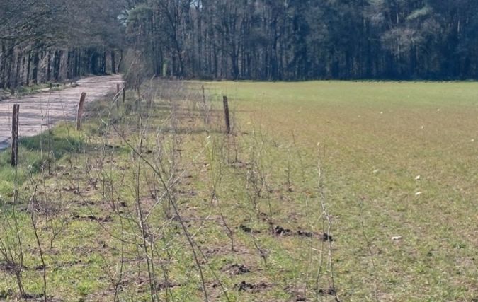 Euromate viert 50 jaar innovatie in luchtzuivering met aanplant van 50 bomen
