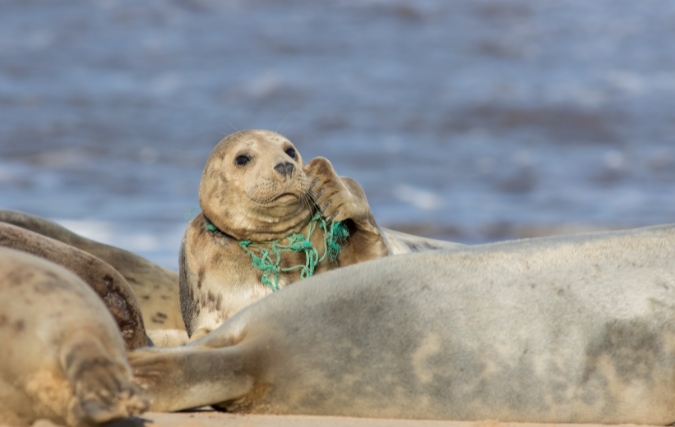 Historische stap: dierenwelzijn opgenomen in belangrijke richtlijnen OESO