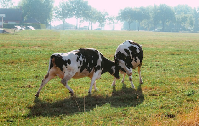 De voordelen van een poeder doseersysteem op de boerderij