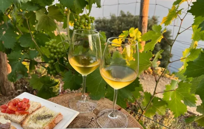 Duurzaam ondernemen in de wijnindustrie: lessen van biologische Brunello-producenten