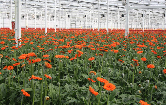 Glastuinbouw geeft tegengas: bijdrage aan energietransitie wordt onvoldoende belicht