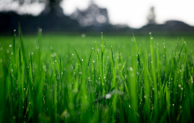 Het gras bij de buren is niet altijd groener