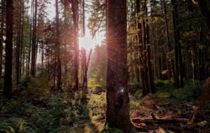 Achmea kiest voor klimaatneutrale strategie en sluit aan bij Net-Zero Insurance Alliance