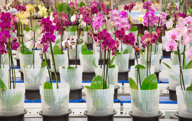 Glastuinbouw slaakt noodkreet: ons failliet is bom onder nationaal klimaatbeleid