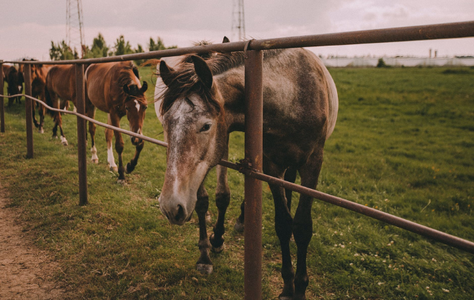De beste omheiningen voor veehouderij