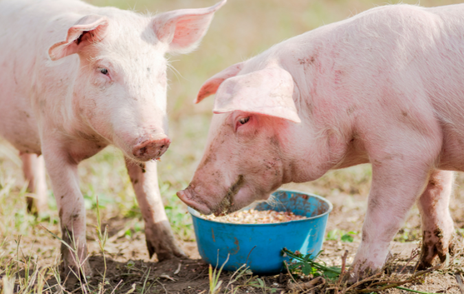 Voederadvies van wijngist voor varkens 