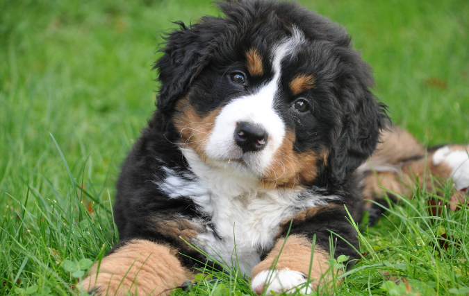 5 Manieren om ondernemen en je liefde voor honden te combineren