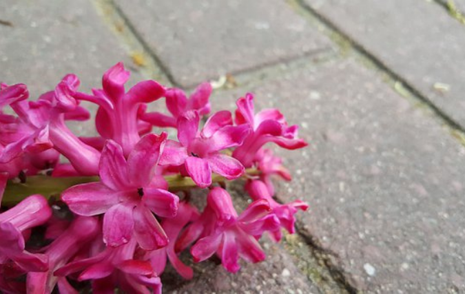 Tips om je kantoortuin in te richten!