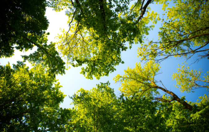 Zuurstofsensoren voor bomen Noorderplantsoen 