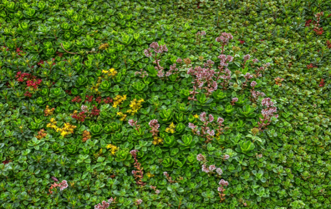 Duurzame bedrijfsdaken: De voordelen van een sedum dak voor jouw bedrijfspand