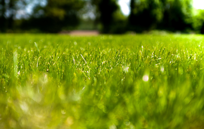 11 redenen waarom kunstgras steeds populairder wordt