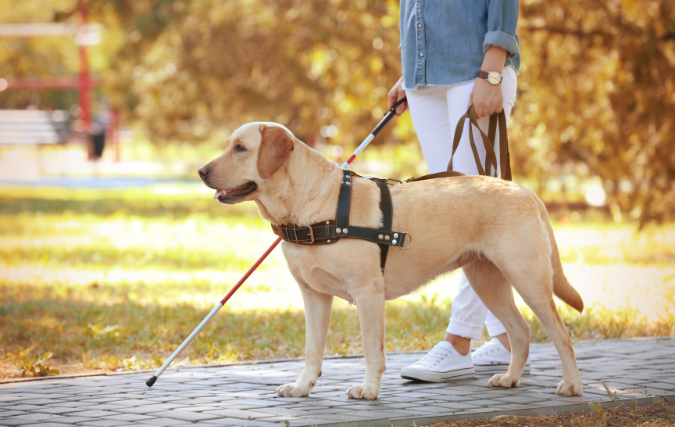 Woensdag 26 april - Internationale dag van de Geleidehond 2023