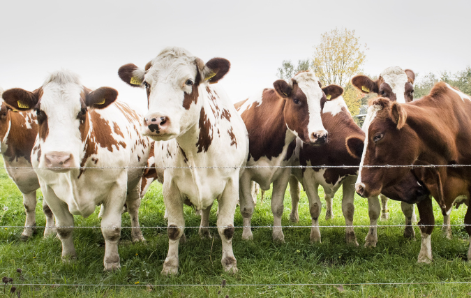 Korte uitleg over de handel in fosfaatrechten