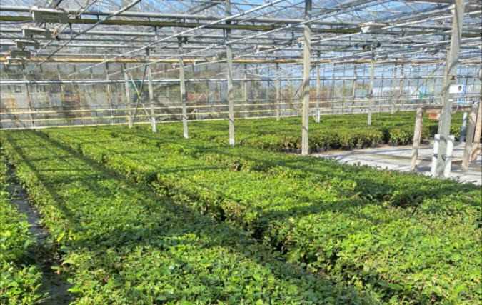 Nederlands bedrijf LocalTea bezit grootste theeplantage in West-Europa