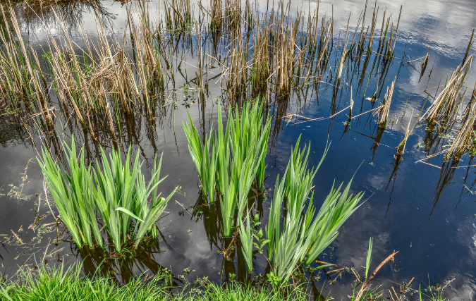 Een gezonde vijver bij je bedrijfspand? Zo zorgen zuurstofplanten voor natuurlijk evenwicht
