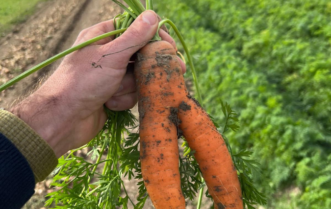 Nederland komt in actie! Update 100.000 kilo wortels die niet aan het perfecte plaatje voldoen!